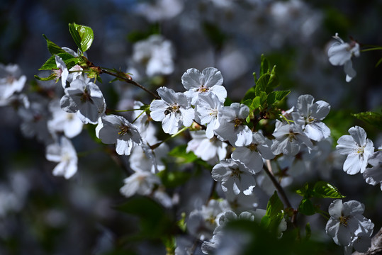 樱花