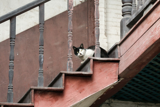 楼梯上的猫