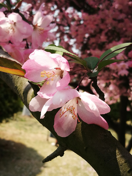 海棠花