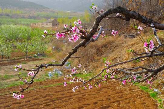 竹外桃花三两枝