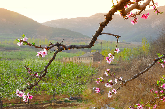 竹外桃花三两枝