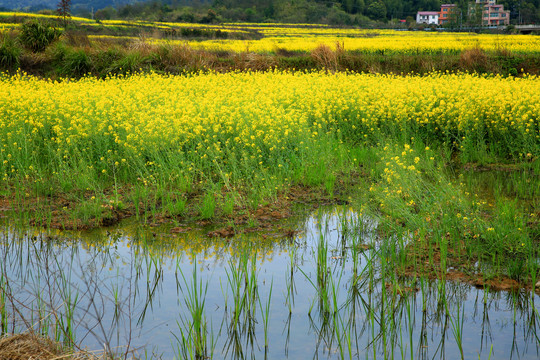 春天的田野