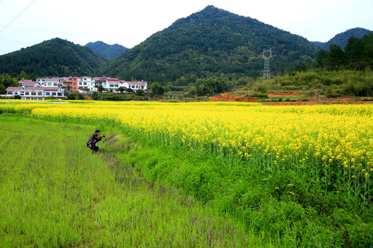 油菜花