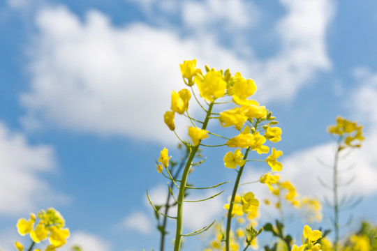 油菜花