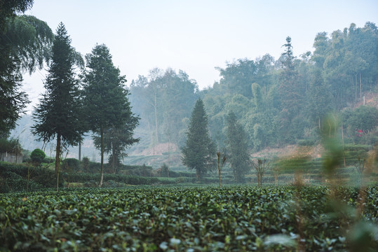 名山茶园风光