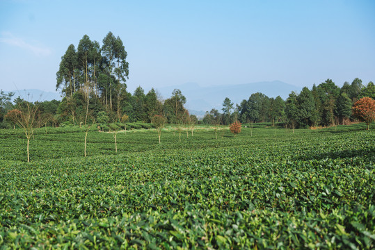 名山茶园风光