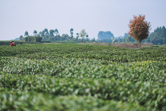 名山茶园采茶