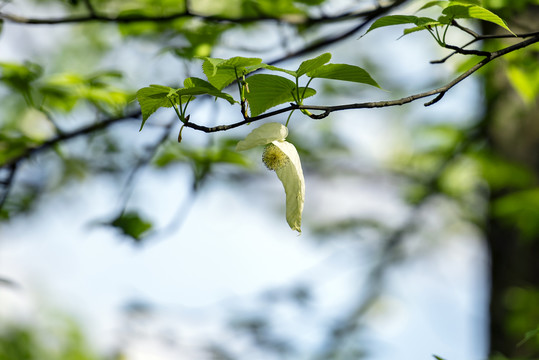 鸽子花珙桐树侏罗纪