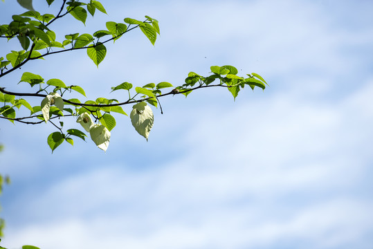 鸽子花珙桐树侏罗纪