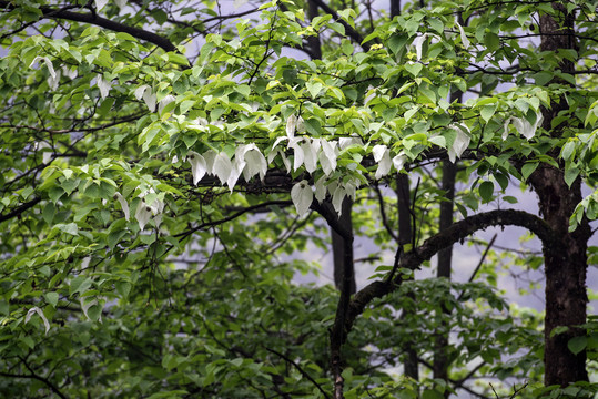 鸽子花珙桐树冰川世纪