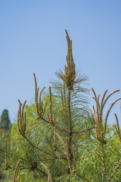 松花