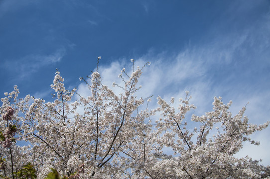 樱花晴空