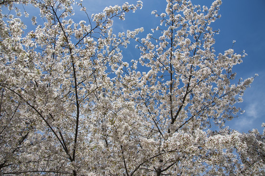 樱花晴空