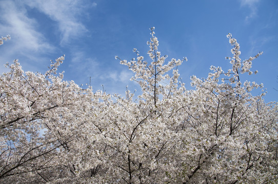 晴空樱花