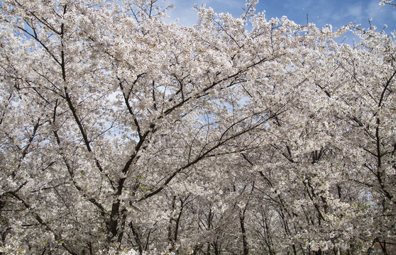 晴空樱花