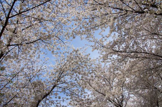 晴空樱花