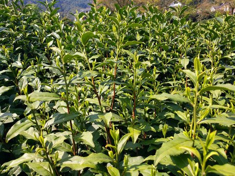 茶树枝头