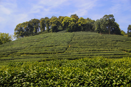 山林春茶