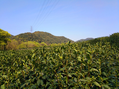 茶山风景图