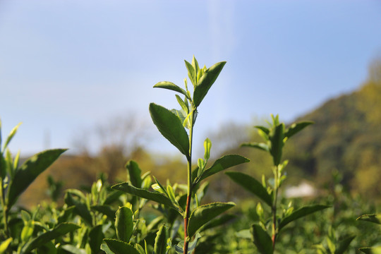 发芽春茶