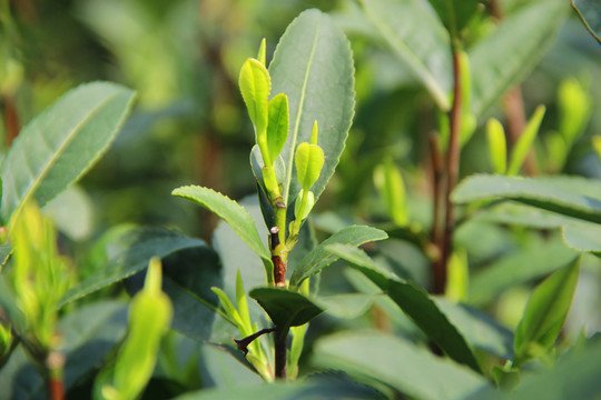 静物春茶