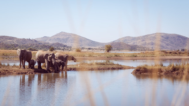 在南非的水坑里喝大象