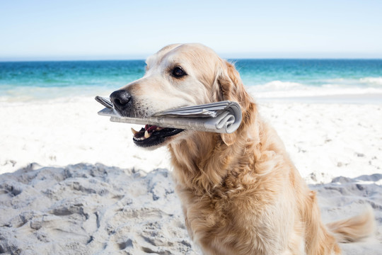 海滩上一只滑稽的狗嘴里叼着报纸