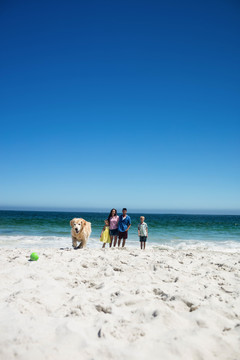 可爱的家庭在海滩上向狗扔球