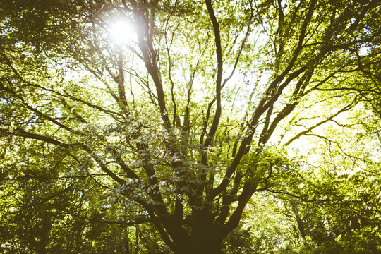 阳光透过森林中的树枝闪耀