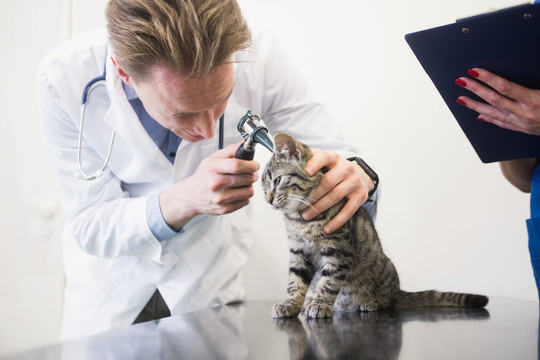 兽医用耳镜检查小猫的耳朵
