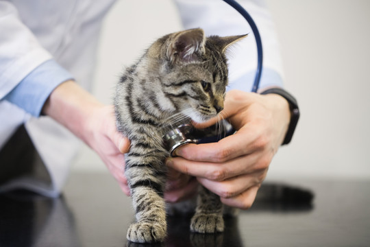 兽医用听诊器检查小猫