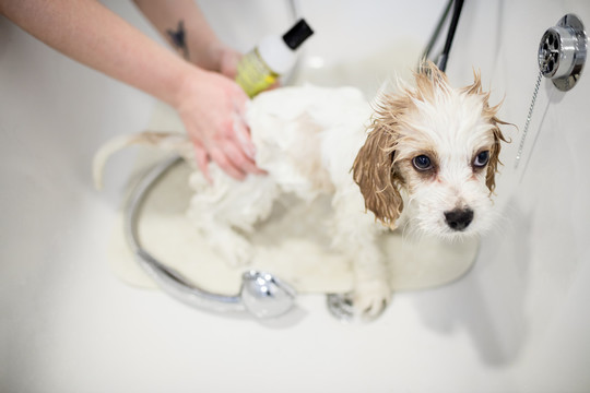 兽医给狗洗澡