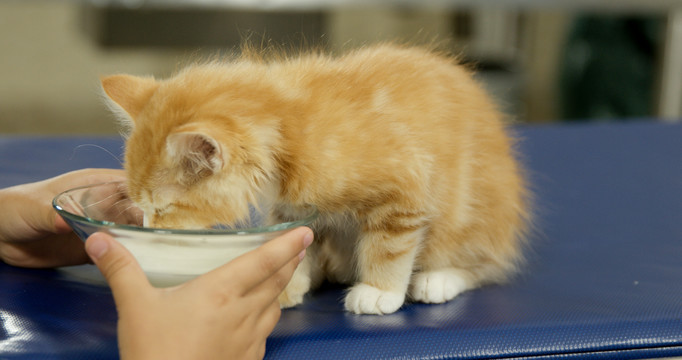 可爱小猫正在喝牛奶