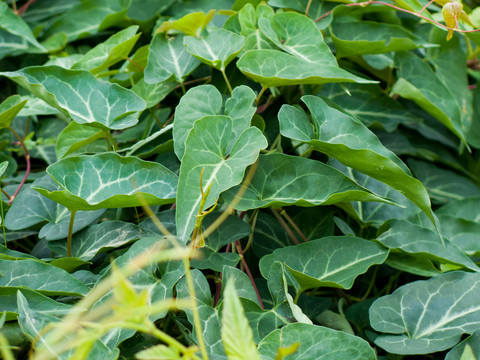 药用植物何首乌