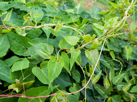 药用植物何首乌