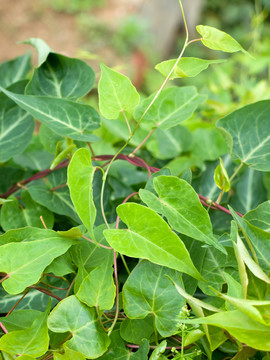 药用植物何首乌