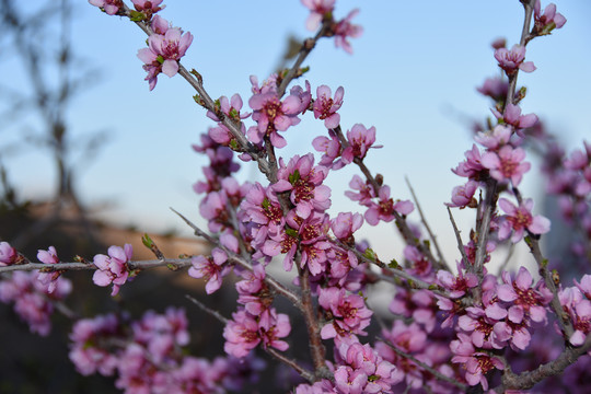 野粉花