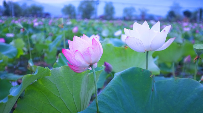 荷花风景画