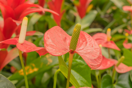 花烛