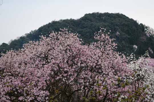 药王谷辛夷花