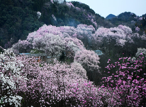 吴家后山辛夷花