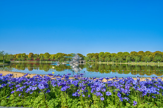 郁金香景观