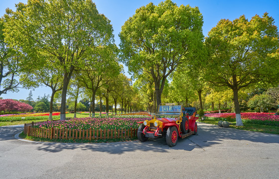 郁金香花园