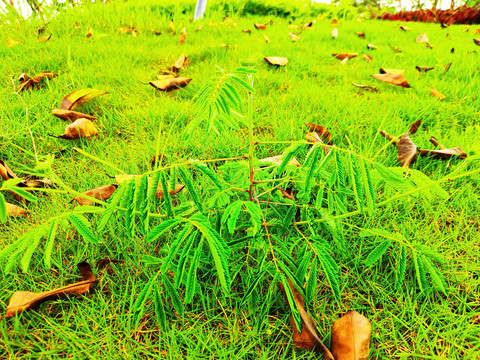 夫妻草