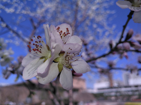 桃花摄影作品