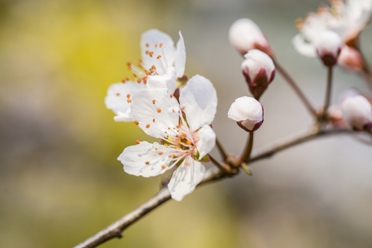 李花特写