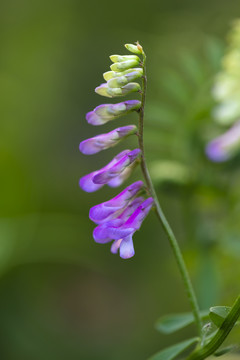 野豌豆花