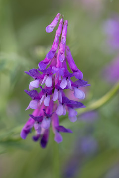 野豌豆花