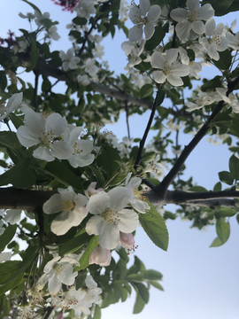 苹果花