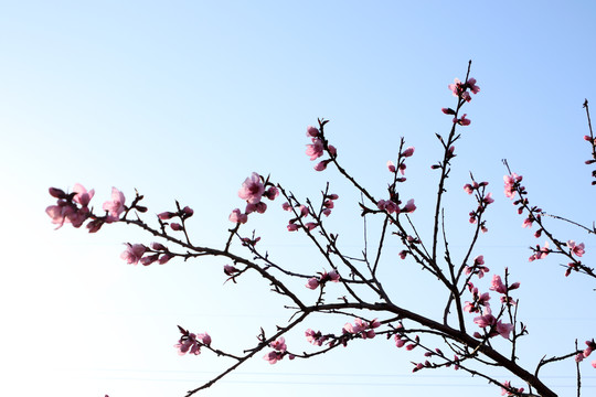 桃花花枝